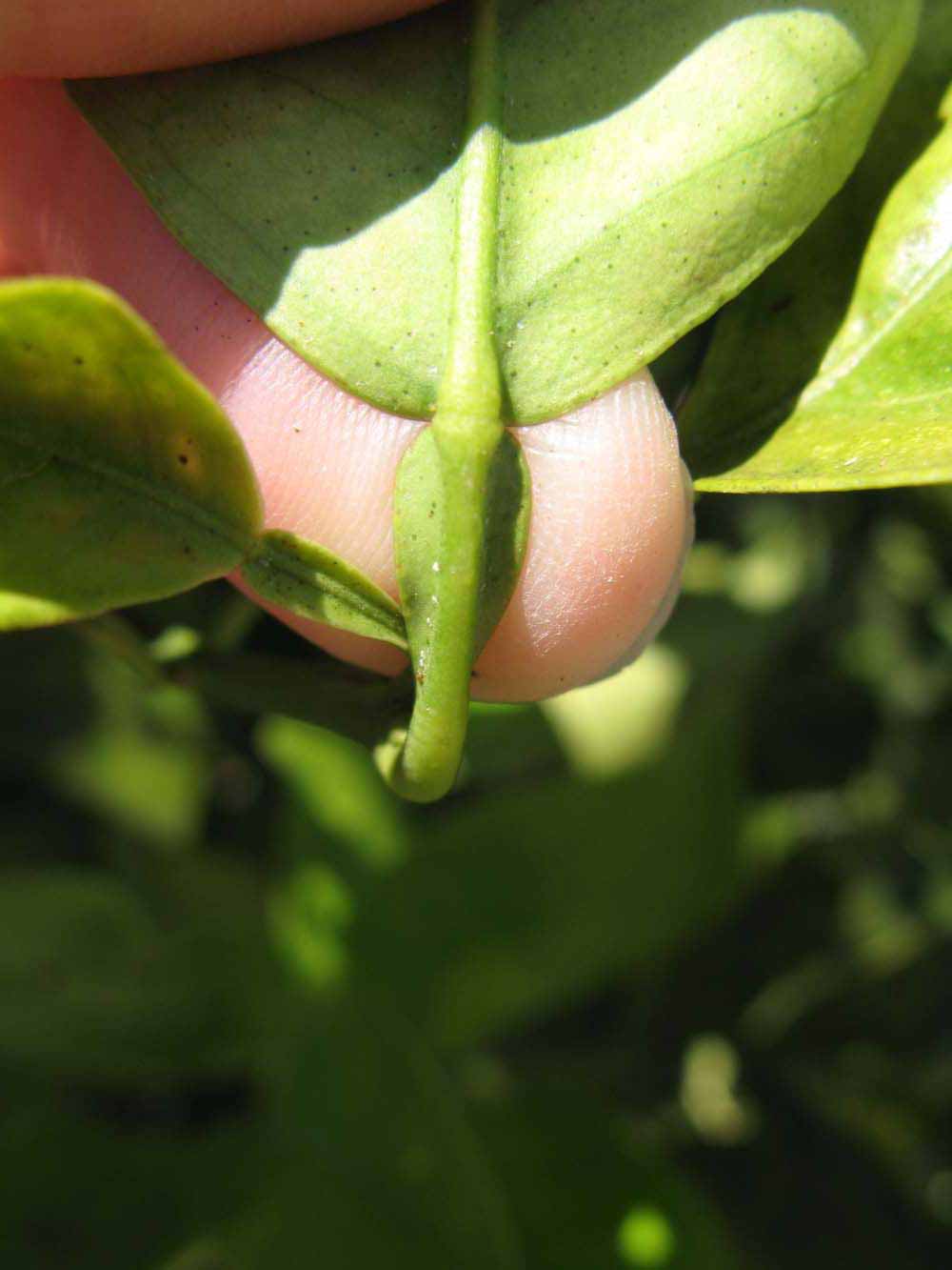              Petiole (Winter Haven, FL)       